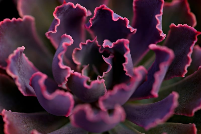 Succulent Planters